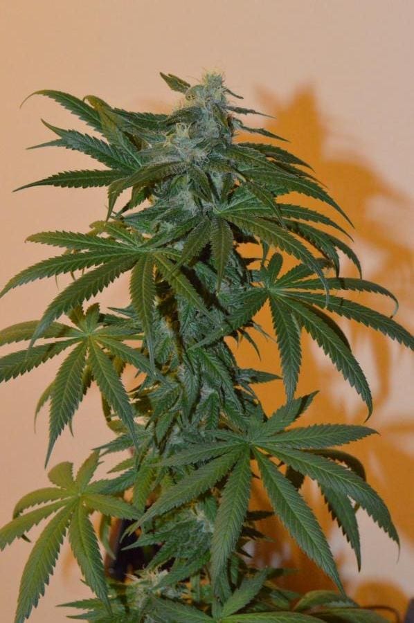 Prana 10ct Regular Irie Genetics