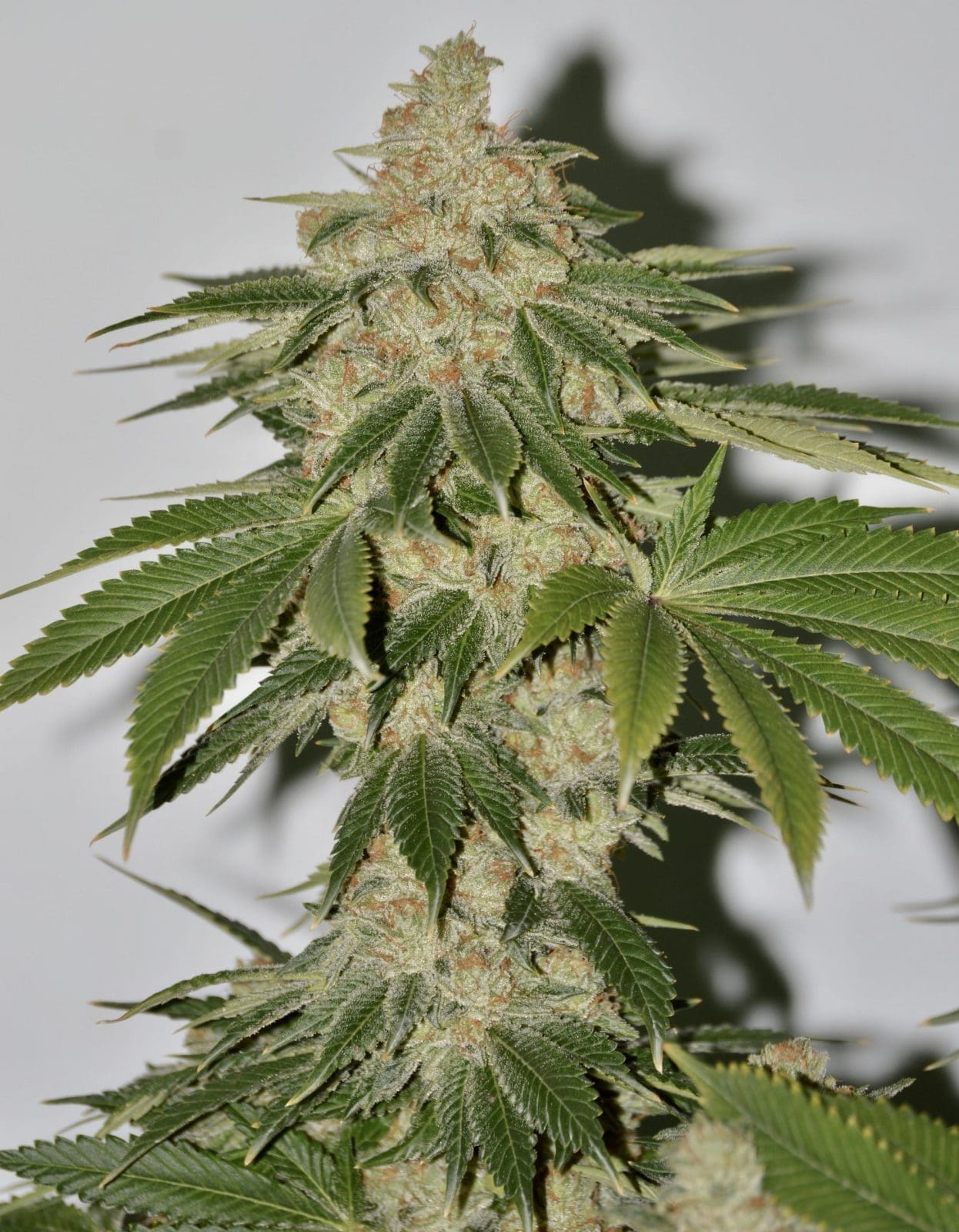 Star Struck 10ct Regular Irie Genetics