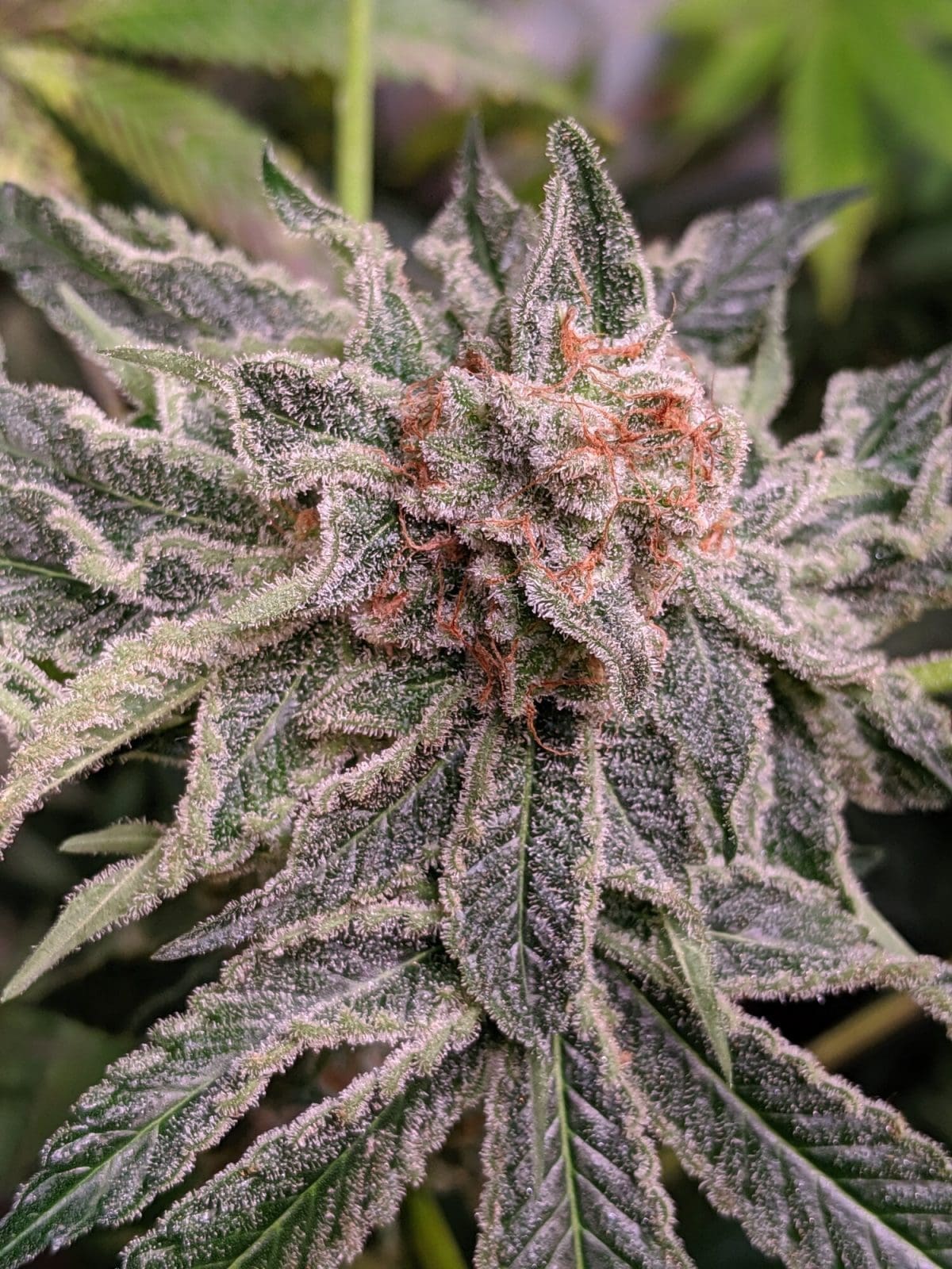 Snowcaine Twenty20 Mendocino Feminized