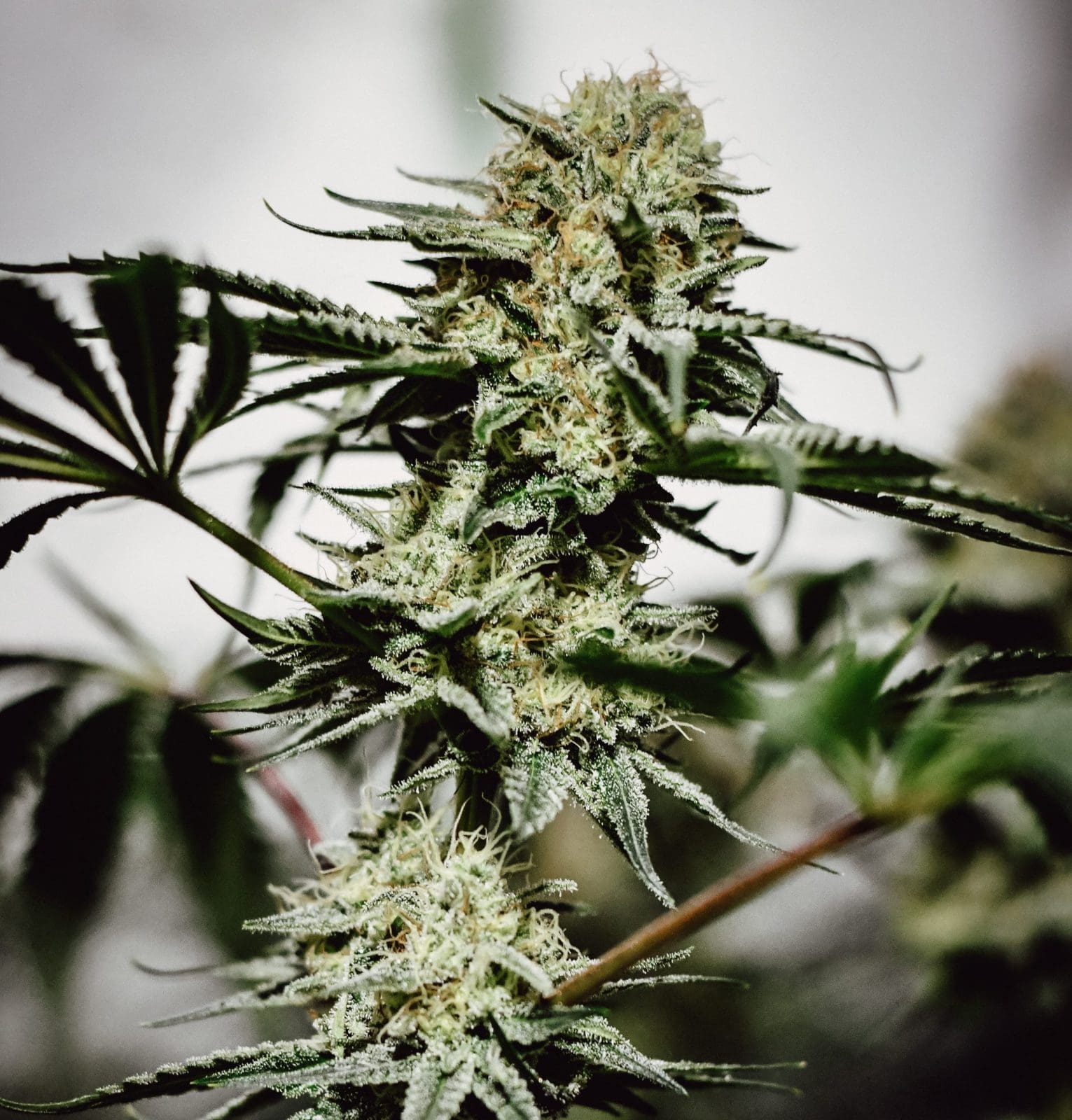 Sunkiss 10ct Regular Irie Genetics