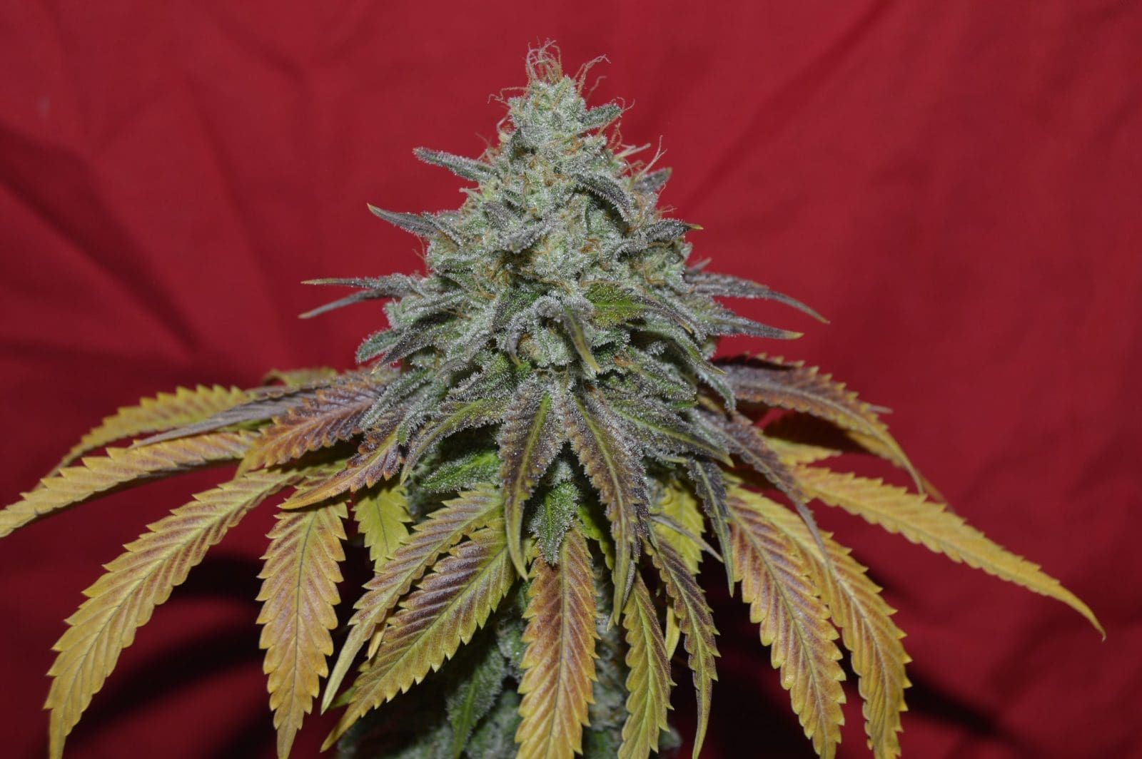 Morning Dew 10ct Regular Irie Genetics