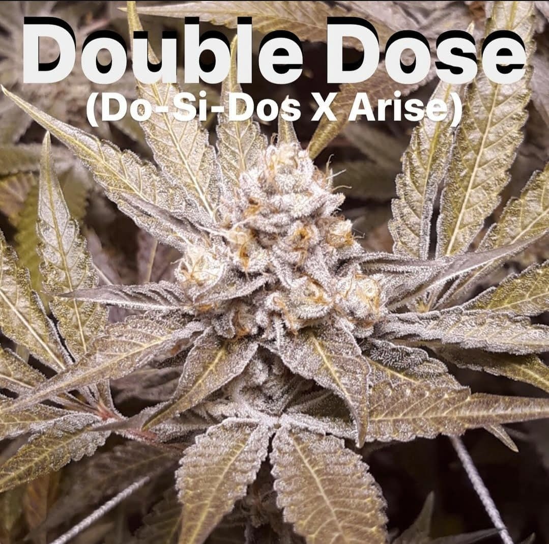 Double Dose 10ct Regular Irie Genetics