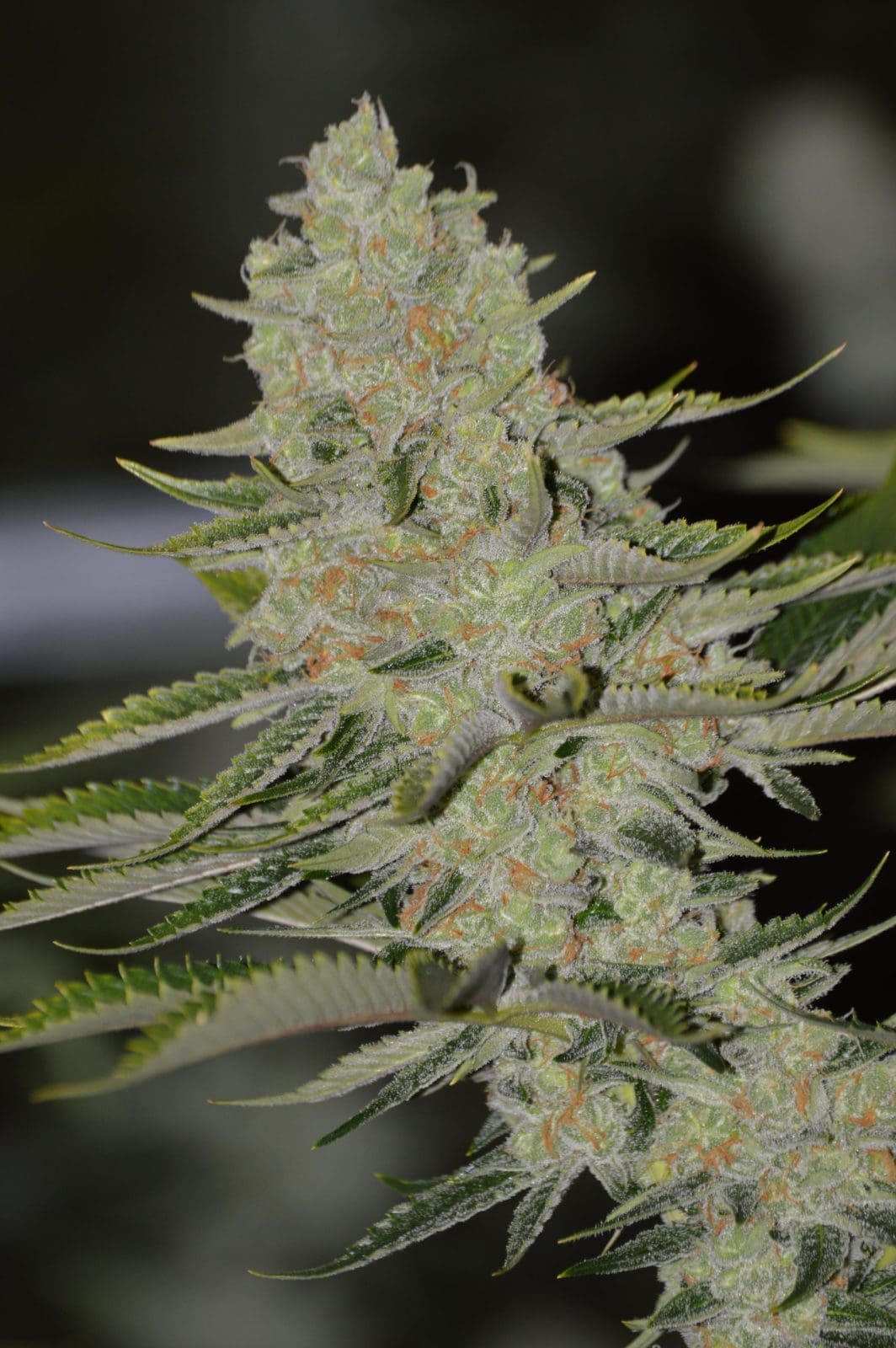 OrangeGasm 6ct Feminized Irie Genetics