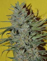 SONIC BOOM REGS IRIE GENETICS