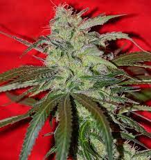 FIREFLY REGS IRIE GENETICS