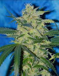 LEMON SUNRISE 10CT IRIE GENETICS