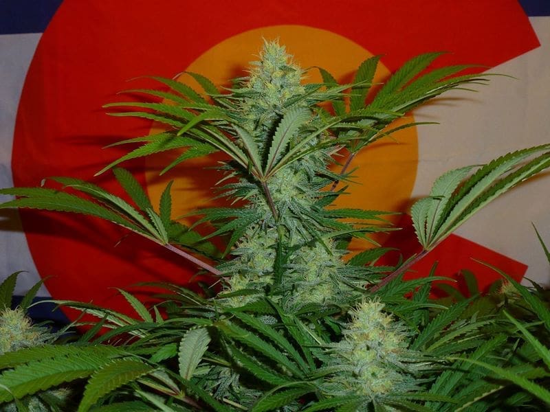 Golden Goat BX1 Regular Irie Genetics