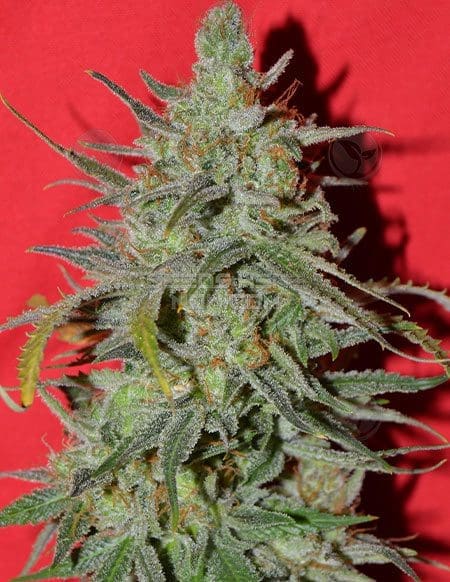 Strawberry Starburst 10ct Regular Irie Genetics