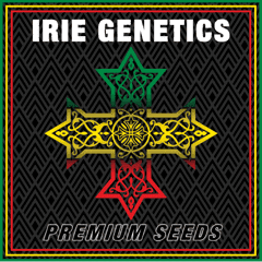 Lady marmalade Irie genetics 10 pack REGS