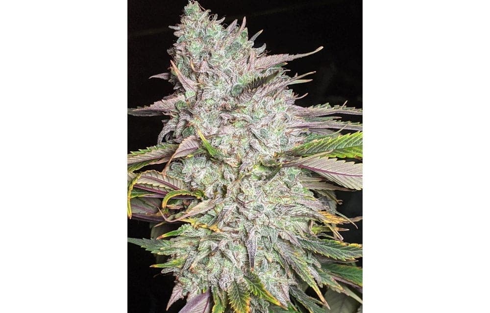 Trizkit Autoflower Twenty20 Mendocino
