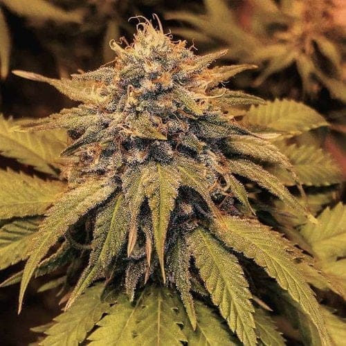 UPTOWNGIRL 12CT REGS OMUERTA GENETIX