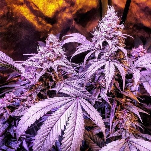 Crosstown Traffic Omuerta Genetix 11 Regular seeds