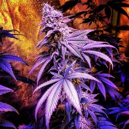 Serroquel F2 Omuerta Genetix 11 Regular seeds