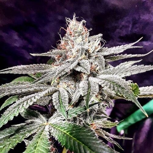 PLATO O’ PLOMO F1 Omuerta Genetix 11 Regular seeds
