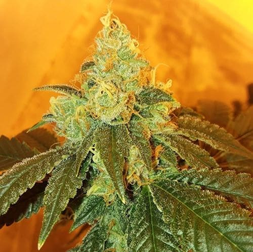 CHINATOWN HUSTLE 10CT REGS BRED BY 42