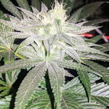 Roots 6.4 Gardens Colab Best Shit Ever (F) (10 Pack) BRED BY 42