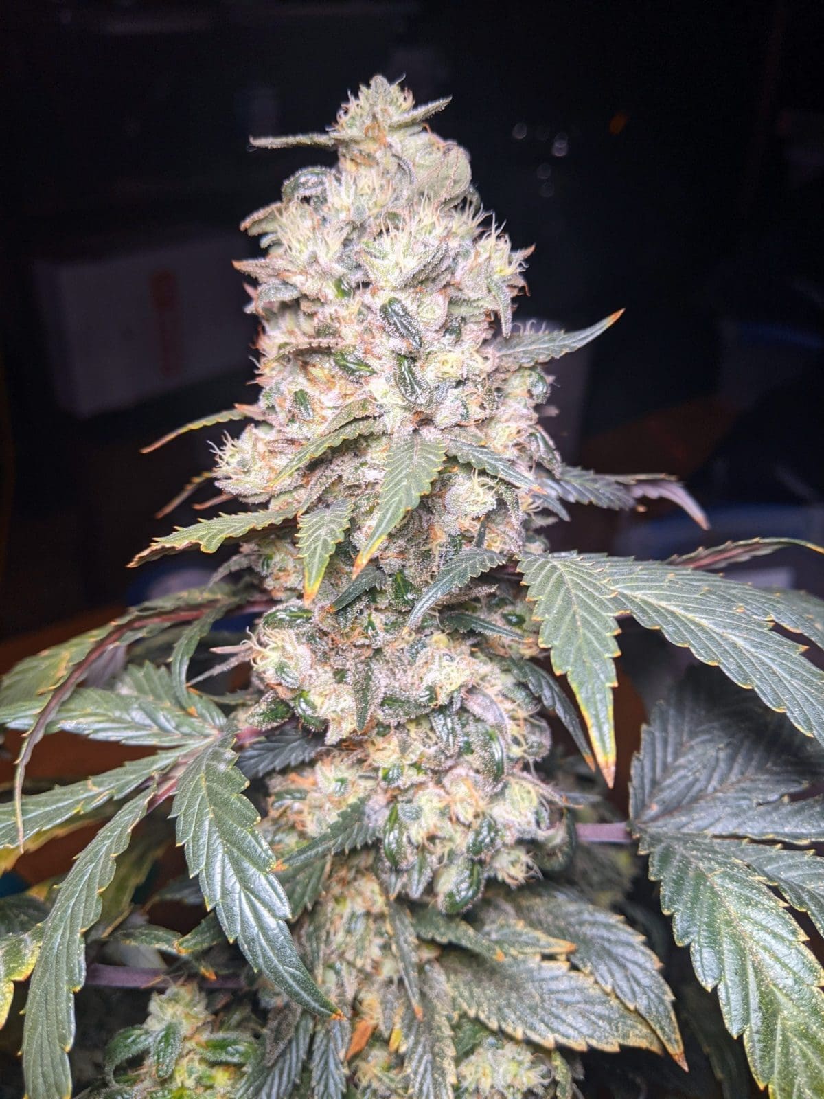 GLUE SNIFFER AUTOFLOWER TWENTY MENDICINO