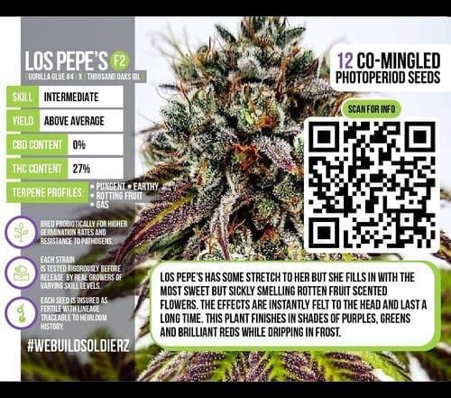 Los Pepe's F1 Omuerta Genetix 11 Regular seeds