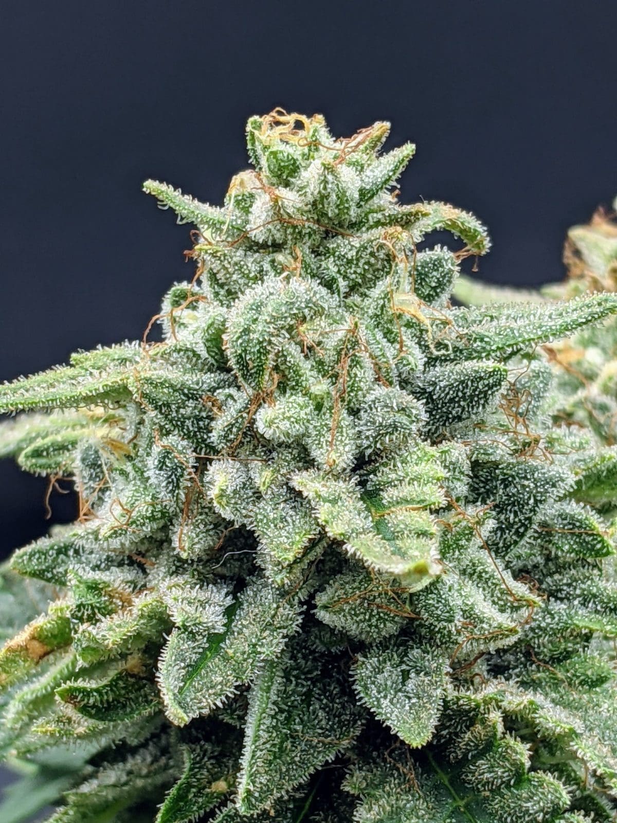 Snow-G Autoflower - Twenty20 Mendocino