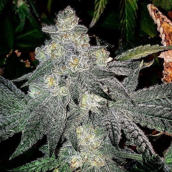 FIRE CREEK OG F5 REGS 11 SEEDS OMUERTA GENETIX