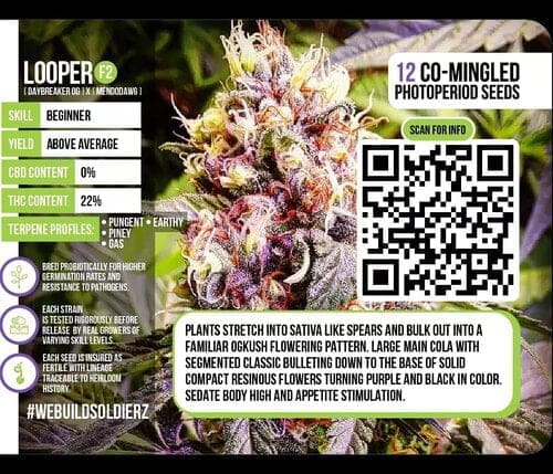 LOOPER F2 Omuerta Genetix 11 Regular seeds
