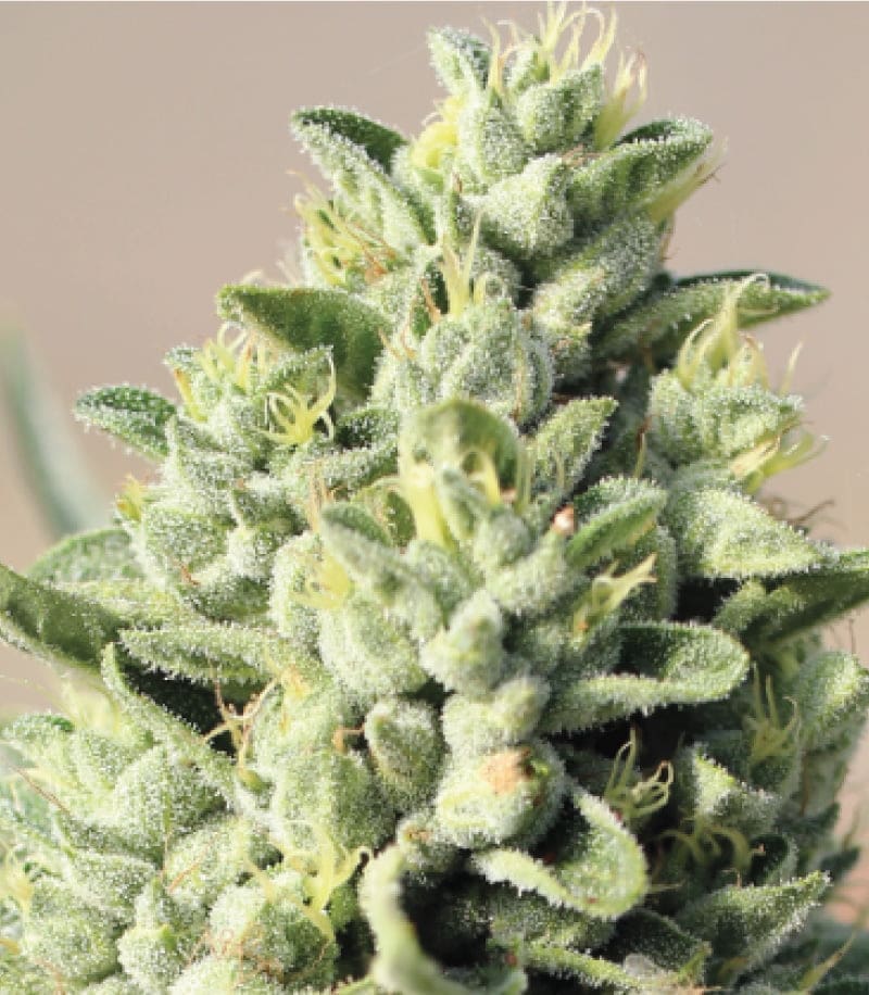 OLD GROWTH OG 10CT FEMINIZED HUMBOLDT SEED COMPANY