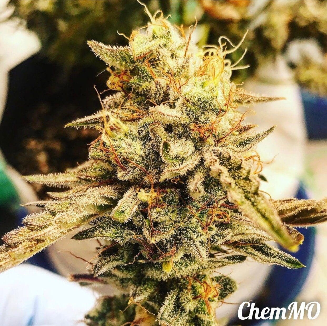 ChemMO 5CT AUTOFLOWER GAS REAPER GENETICS