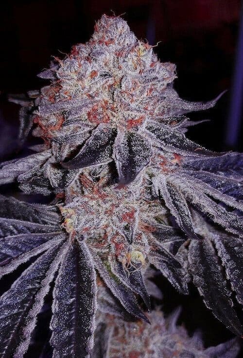 CHERRY GAR-SEE-YA R1 FEMS ETHOS