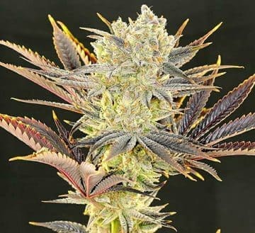 CITRADELIC SUNSET FEMS ETHOS
