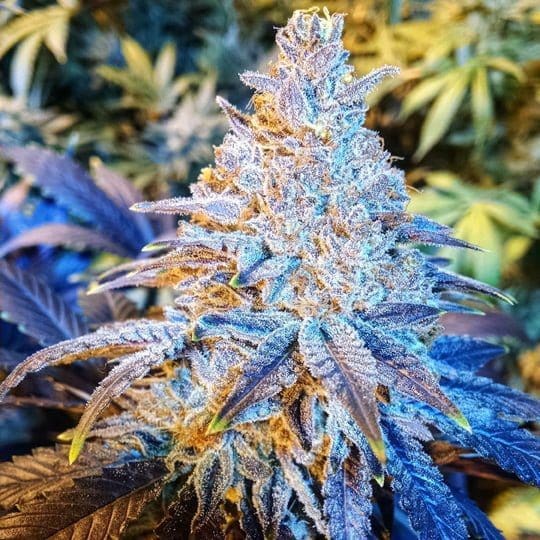 MANDARIN SUNSET FEMS ETHOS
