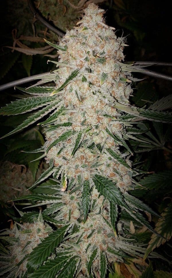 PLUTO CUT AUTOFLOWER RF3 Ethos
