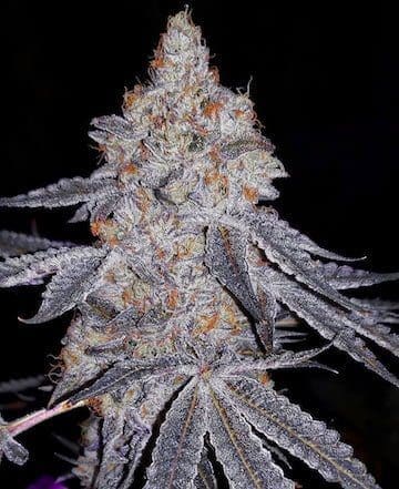 BANANA DADDY R1 FEMS ETHOS