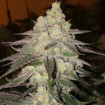 BANANA DADDY AUTO RBX2 ETHOS