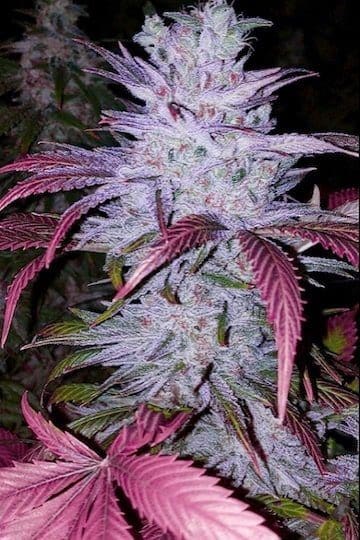 EARLY LEMON BERRY RBX FEMS ETHOS