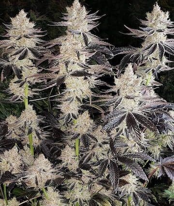 Ethos Cookies R2 Fems