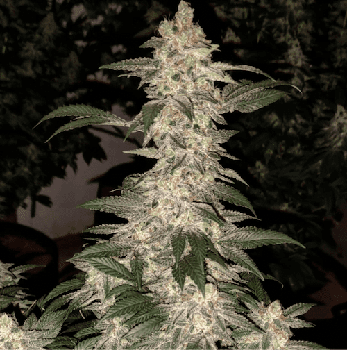 Grandpa's Cookies R1 FEMS ETHOS