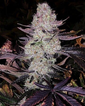 Grape Diamonds R2 FEMS ETHOS
