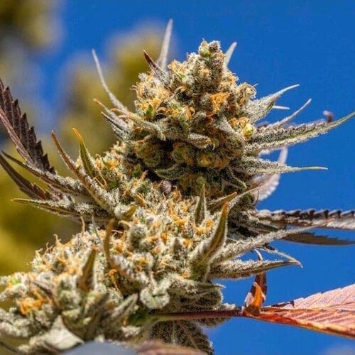 Lemon Berry Candy OG R2 FEMS ETHOS