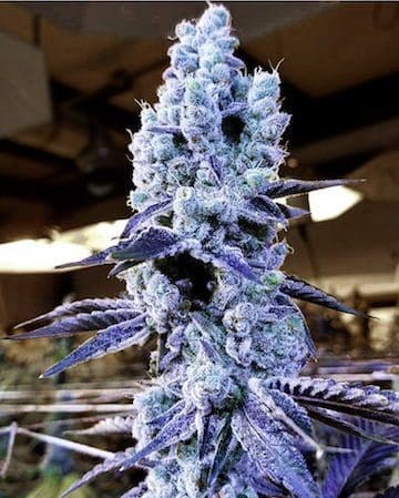 MANDARIN COOKIES V2 FEMS ETHOS