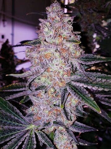 PLANET OF THE GRAPES RBX FEMS ETHOS