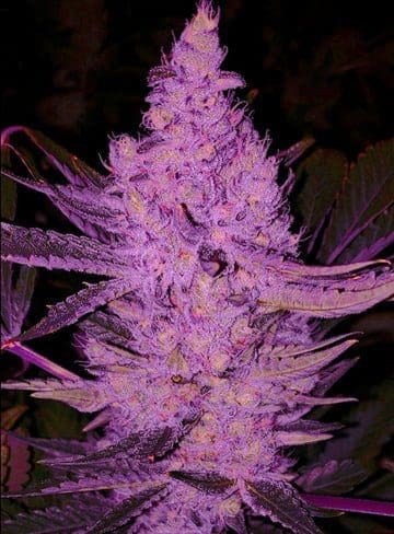 PURPLE MAJIK R1 FEMS ETHOS