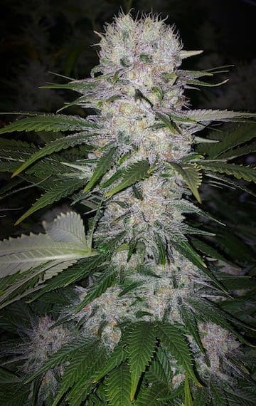 SKUNK HERO RBX1 FEMS ETHOS