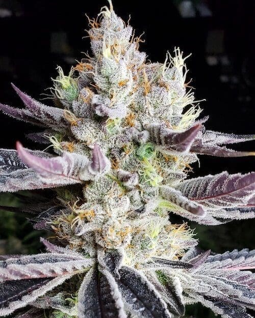 BOOBERRY COOKIES RBX ETHOS
