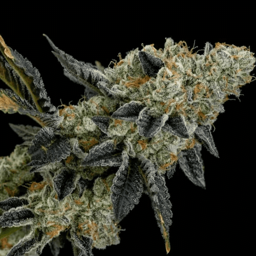ETHOS COOKIES #4 S1