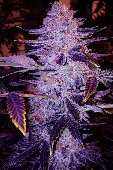 FORBIDDEN ZKITTLEZ BX1 REGS ETHOS