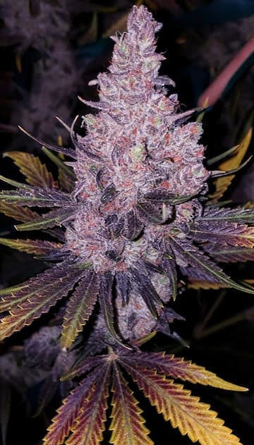 MEMBER OG? BX1 REGS ETHOS