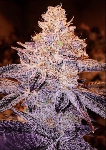 PEACH CRESCENDO F1 REGS ETHOS