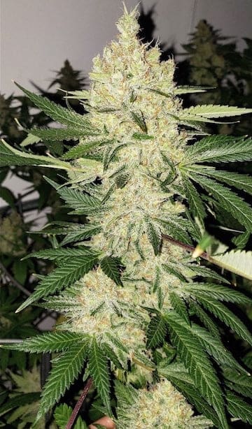 SUPER LEMON HAZE F5 ETHOS REGS