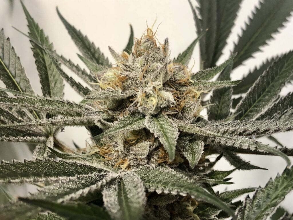 PURPLE SHAH 6CT FEMS