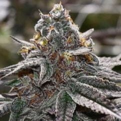 41 REASONS 12CT REGS ENVY GENETICS BUY ONE GET ONE FREE